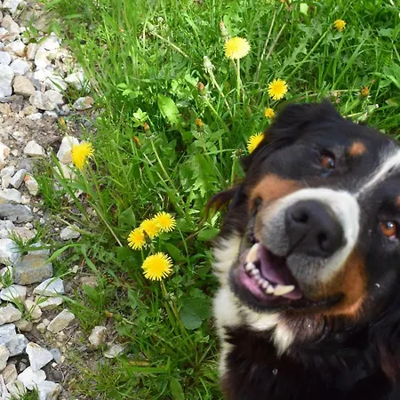 Σπίτι διακοπών Schleinzer