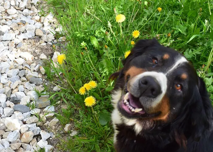 Semesterbostad Schleinzer